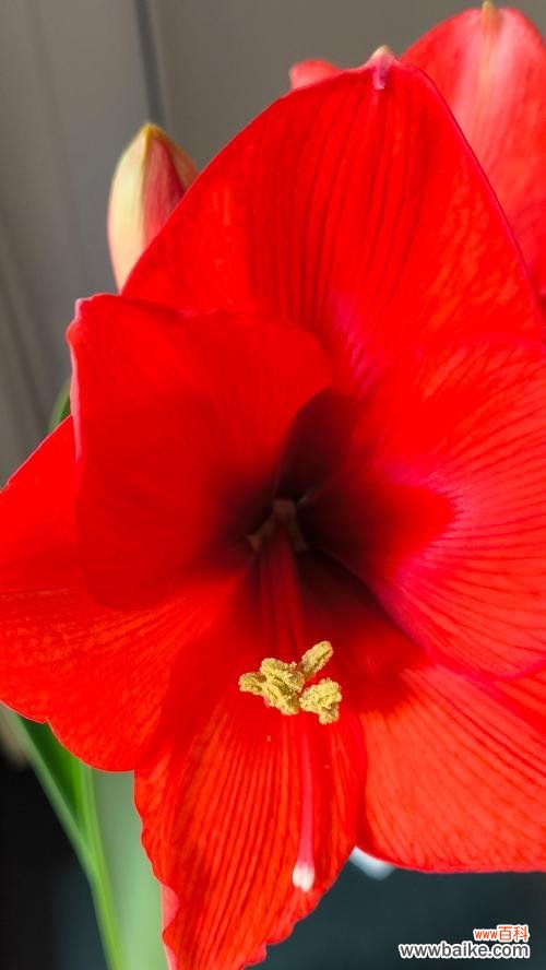 哪种花象征着错误的爱情？