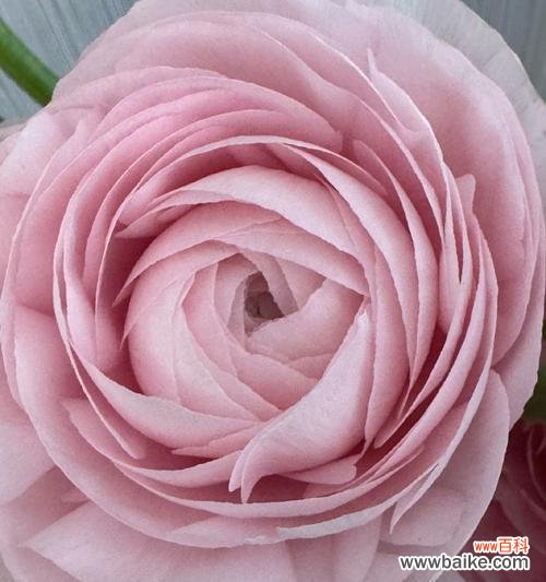 哪种花象征着错误的爱情？