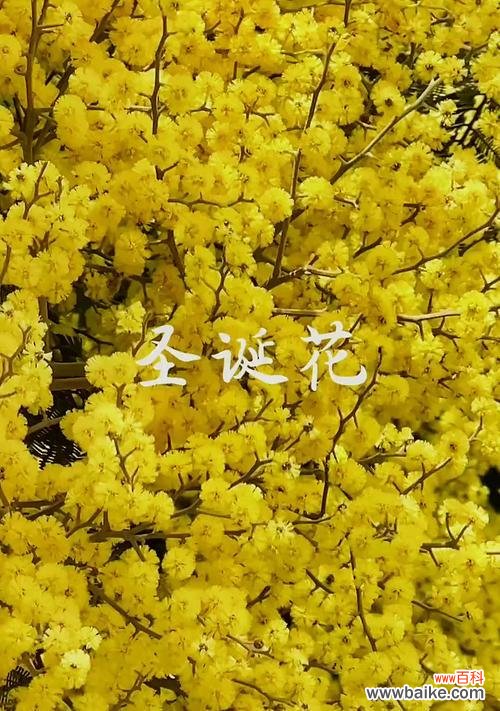 黄色的花通常象征什么意义？