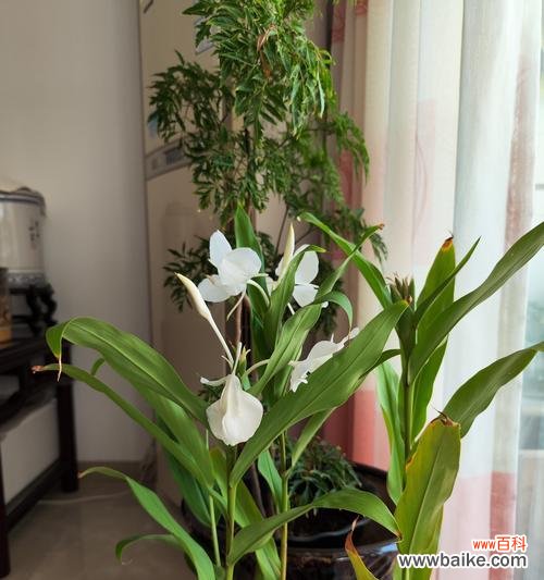 五色花为何不吉利？它的寓意和象征是什么？