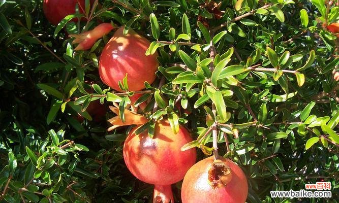 五色花为何不吉利？它的寓意和象征是什么？