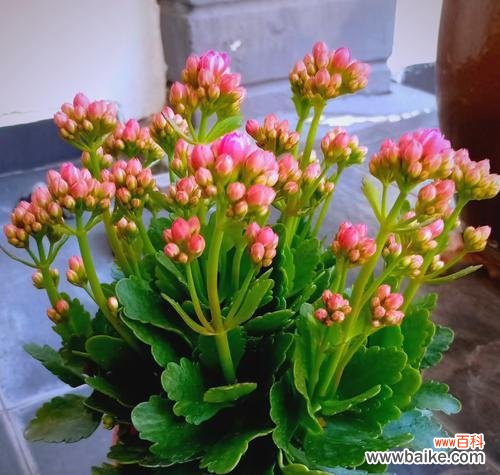 什么花象征健康长寿？