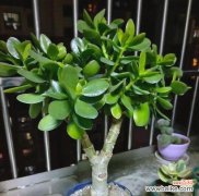 什么花象征健康长寿？