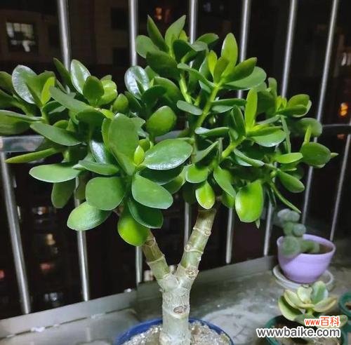 什么花象征健康长寿？