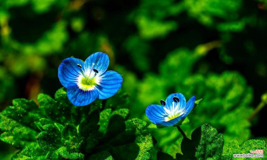 哪些花象征着五颜六色的生活？