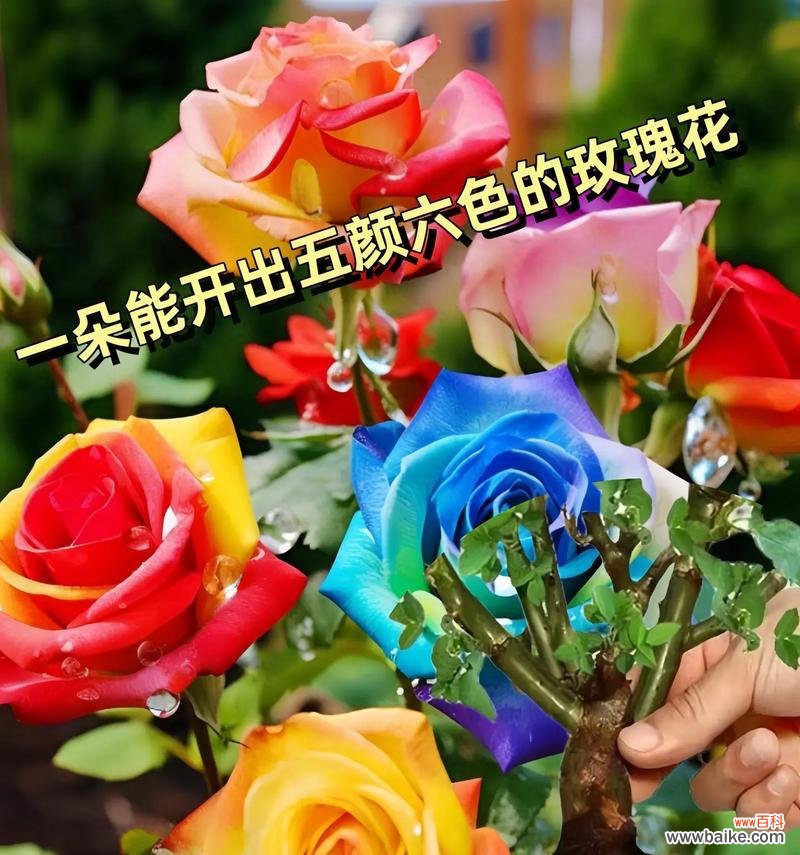 哪些花象征着五颜六色的生活？