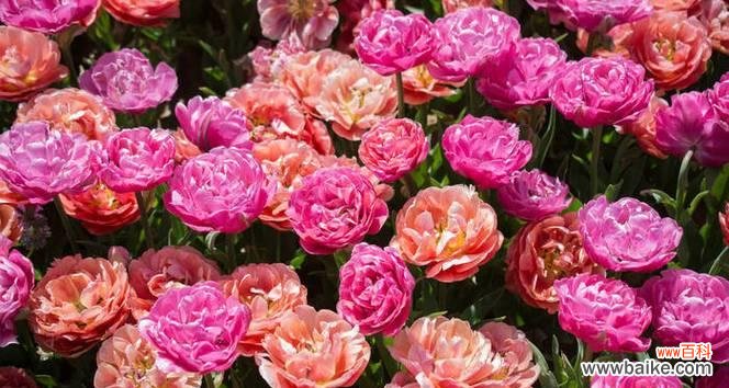 哪些花象征着五颜六色的生活？