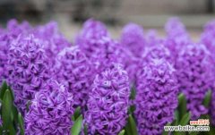 紫色桃树花的花语是什么？