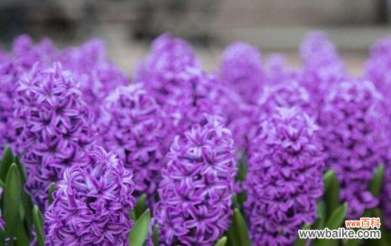 紫色桃树花的花语是什么？