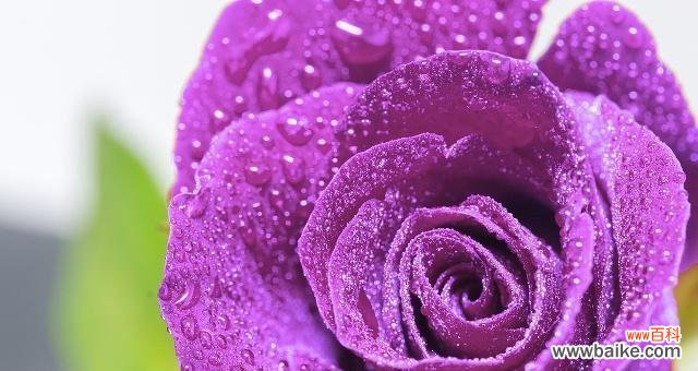 紫色桃树花的花语是什么？