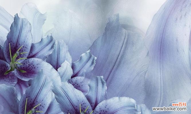 蓝色百合花代表什么?蓝色百合花的寓意是什么?