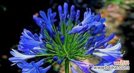 蓝色百合花代表什么?蓝色百合花的寓意是什么?