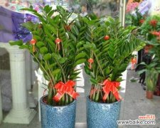 用花做吉祥物的寓意是什么？死人用花做吉祥物的意义是什么？