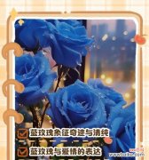 蓝色雏菊的花语是什么？它代表了哪些情感？