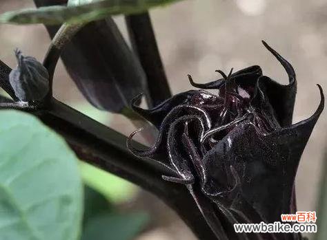 唤醒心灵的黑色魅力 黑色曼陀罗花的寓意与传说