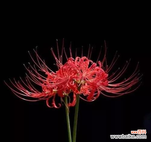 唤醒心灵的黑色魅力 黑色曼陀罗花的寓意与传说