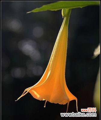 唤醒心灵的黑色魅力 黑色曼陀罗花的寓意与传说