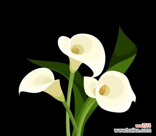 探寻黑色马蹄莲花的花语与魅力 黑色马蹄莲花