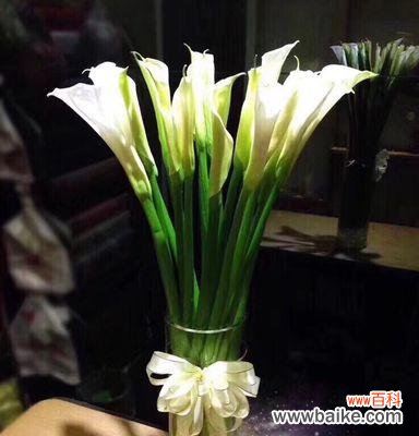 探寻黑色马蹄莲花的花语与魅力 黑色马蹄莲花