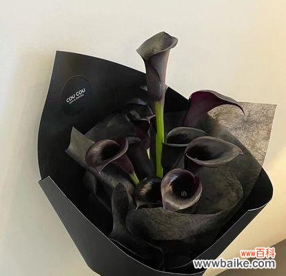 探寻黑色马蹄莲花的花语与魅力 黑色马蹄莲花