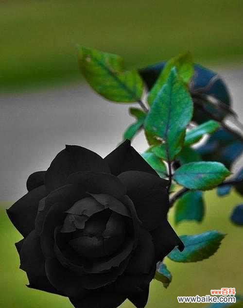 探寻黑色桔梗花的神秘魅力 黑色桔梗花语的深意