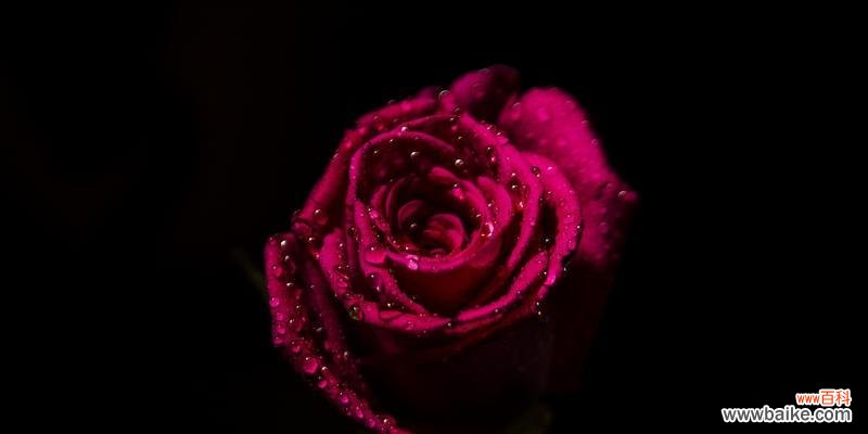 探索黑色玫瑰花语的深层含义 黑色玫瑰花语的神秘之美