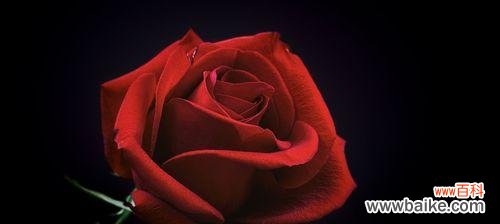 探索黑色玫瑰花语的深层含义 黑色玫瑰花语的神秘之美