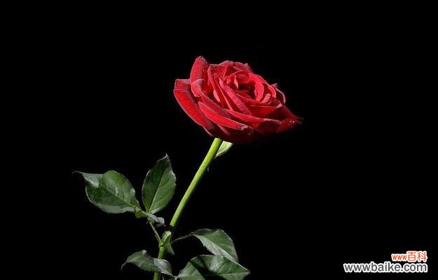 揭开黑色玫瑰花语的神秘面纱 黑色玫瑰花语的深意