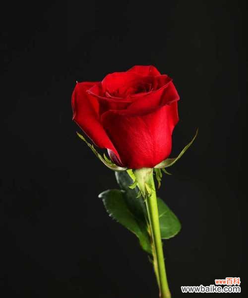 揭开黑色玫瑰花语的神秘面纱 黑色玫瑰花语的深意