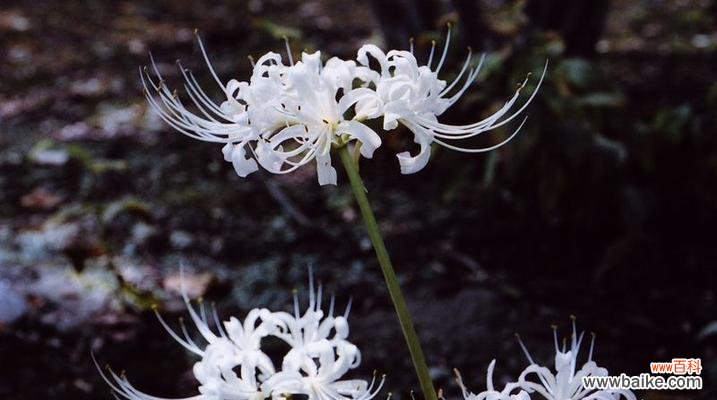 黑色曼陀罗花语与传说,解读幽暗中的美与力量 黑色曼陀罗花