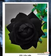 黑色曼陀罗花语与传说，解读幽暗中的美与力量 黑色曼陀罗花