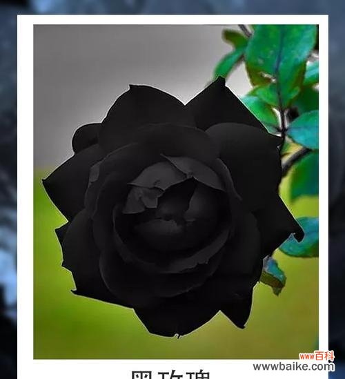 黑色曼陀罗花语与传说,解读幽暗中的美与力量 黑色曼陀罗花