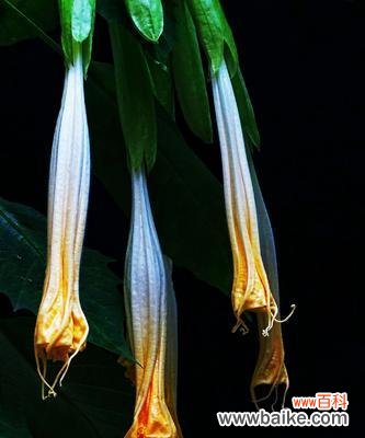 黑色曼陀罗花语与传说,解读幽暗中的美与力量 黑色曼陀罗花