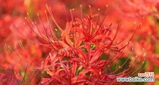 探寻黑色曼陀罗花的深意与魅力 黑色曼陀罗花语