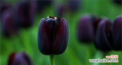 探寻黑色曼陀罗花的深意与魅力 黑色曼陀罗花语