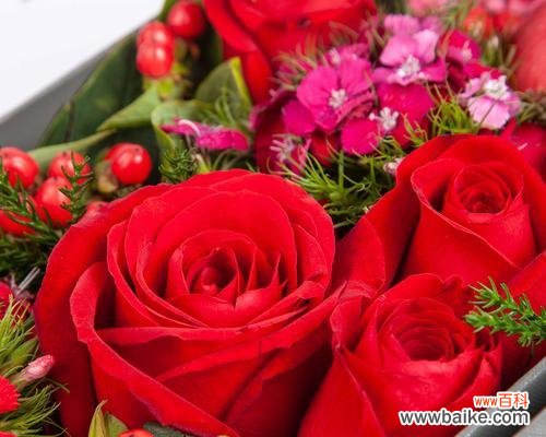 追逐爱情与坚守承诺的象征——红豆花 红豆花的花语与寓意