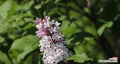 美丽的花朵与深刻的内涵 红丁香的象征寓意与魅力