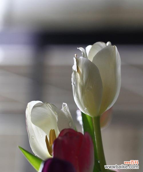 探索黑色郁金香的神秘与独特 黑色郁金香的花语与寓意