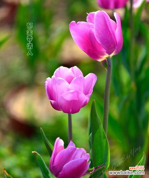 探索黑色郁金香的神秘与独特 黑色郁金香的花语与寓意