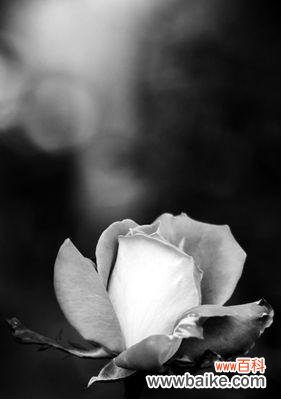 探秘黑色玫瑰的花语及其内涵 黑色玫瑰花语