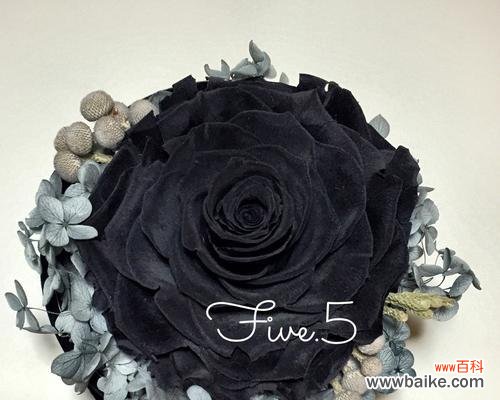 解读黑色玫瑰的隐含寓意与美丽内涵 黑色玫瑰的寓意与象征意义