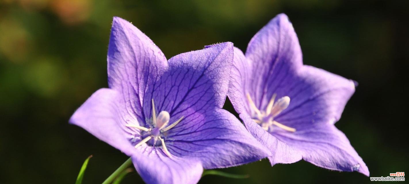 探索黑紫色马蹄莲的美丽与神秘 黑紫色马蹄莲花的秘密之旅