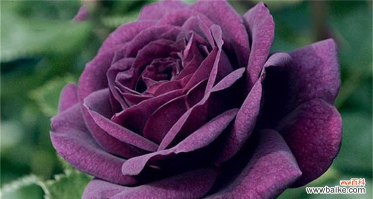 探索黑紫色马蹄莲的美丽与神秘 黑紫色马蹄莲花的秘密之旅