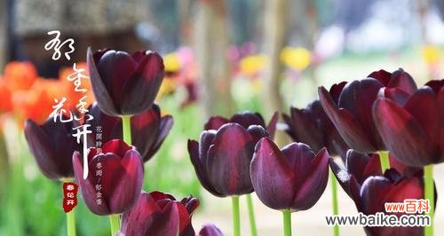 黑郁金香花语传递的心灵之语 黑郁金香花语