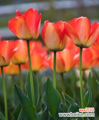 黑郁金香花语传递的心灵之语 黑郁金香花语