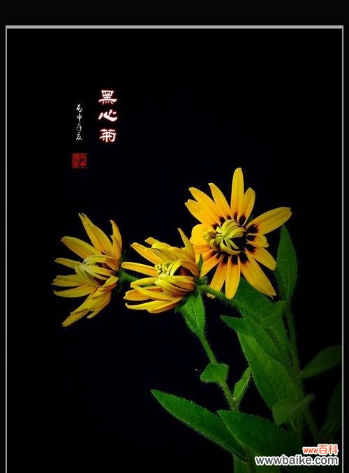 探索黑心菊的秘密与意义 以黑心菊的花语为主题的文章