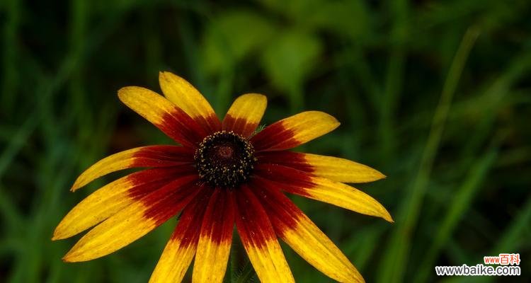 探索黑心菊的秘密与意义 以黑心菊的花语为主题的文章