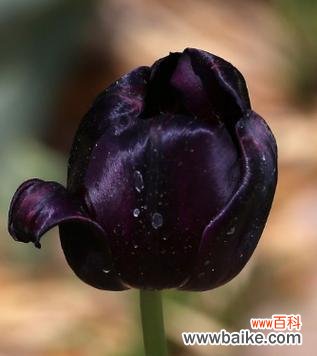 探索黑色郁金香的花语与意义 黑色郁金香