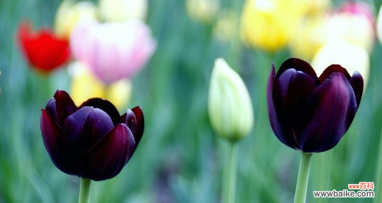 探索黑色郁金香的花语与意义 黑色郁金香