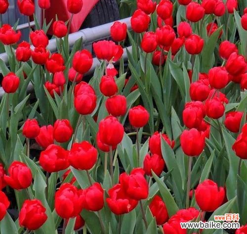 探索黑色郁金香的花语与意义 黑色郁金香